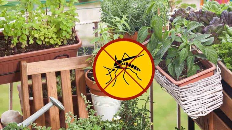 Adiós a los mosquitos: estas 5 plantas los repelen en solo unos segundos, ¡es radical!
