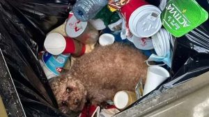 La historia de Óscar, el perro abandonado y encontrado en la basura: “No hacía ningún ruido y no podía caminar”