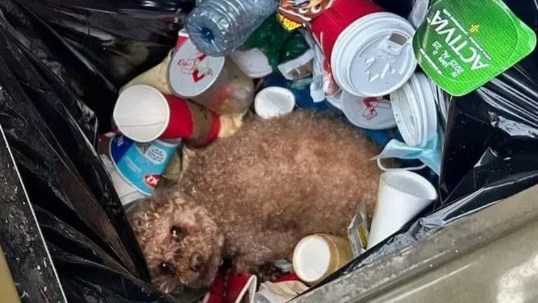 La historia de Óscar, el perro abandonado y encontrado en la basura: “No hacía ningún ruido y no podía caminar”