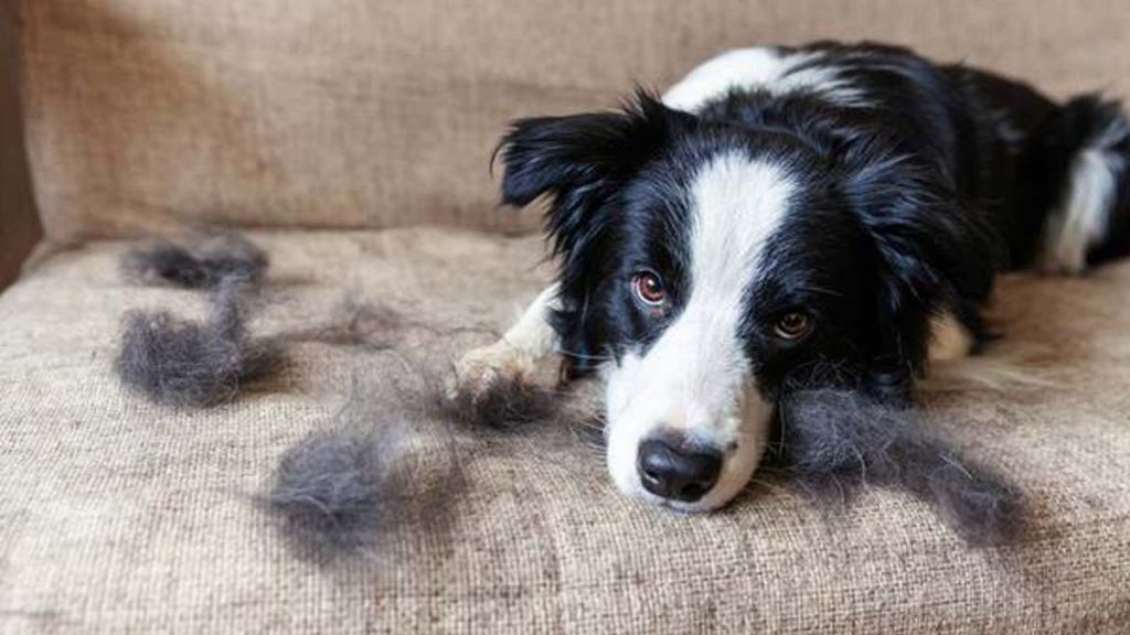 ¿Los secretos para tener una casa limpia con mascotas? ¡Descúbrelos aquí!