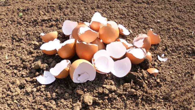 ¿Quién se imagina que las cáscaras de huevo son más valiosas de lo que parecen?