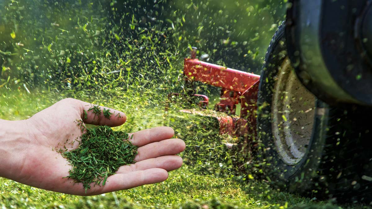 ¿Mulching en el jardín? Una técnica útil que no siempre es perfecta
