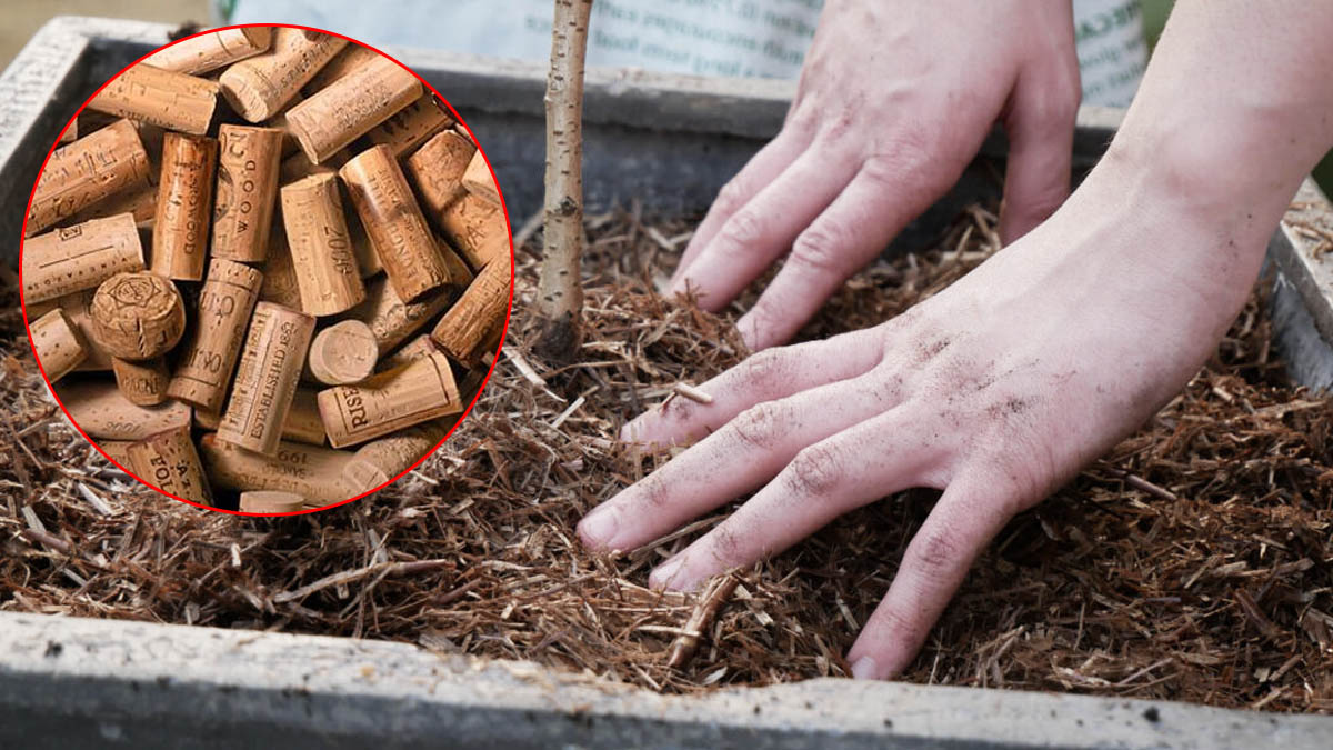 No tires tus corchos de vino: ¡pueden ser oro para tu jardín!