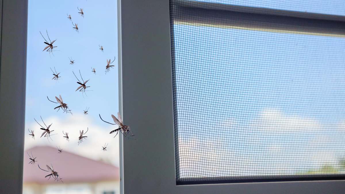 Adiós a los mosquitos en casa: el vaso que debes poner junto a la ventana para impedir que entren (¡funciona!)