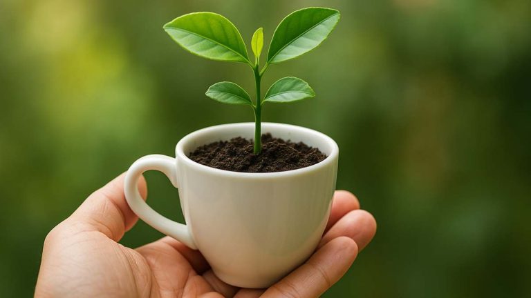 Cultiva tu mini limonero en una taza: guía exprés en pocos pasos