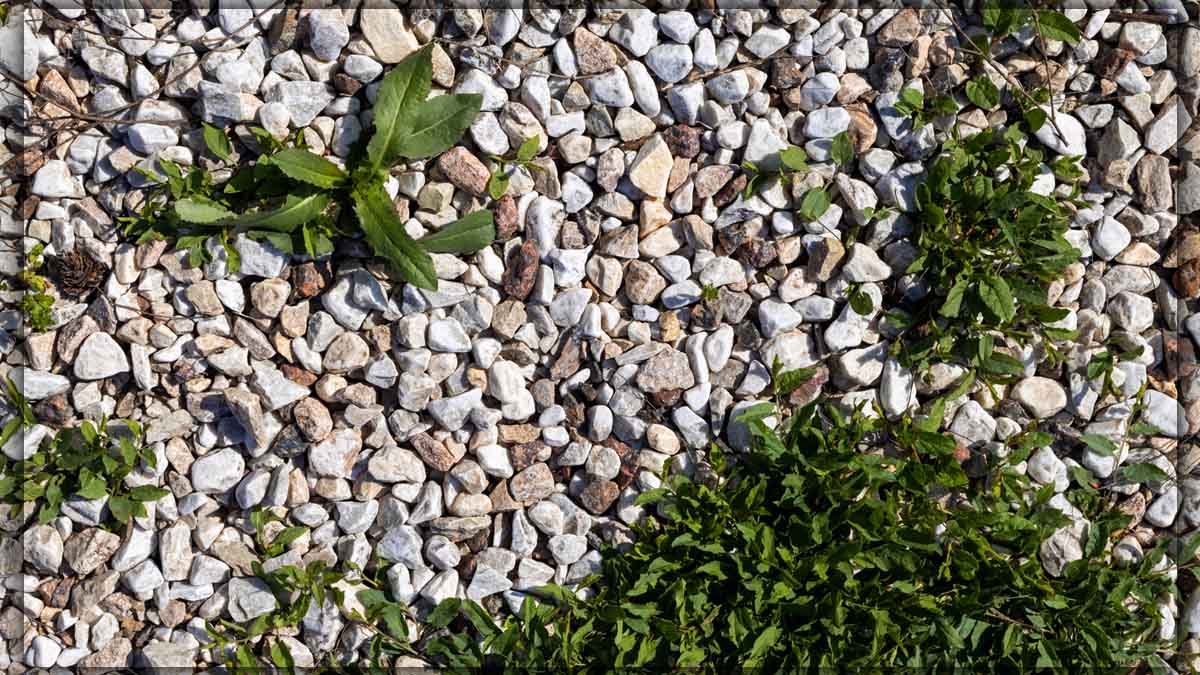 El secreto de los jardineros para decir adiós a las malas hierbas entre las piedras (y el resultado es sorprendente)