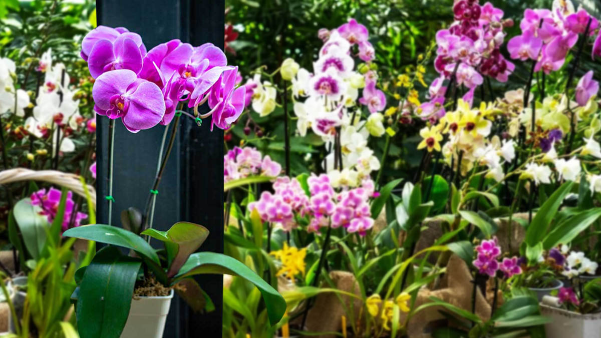 El truco secreto de los jardineros para que tus orquídeas florezcan más seguido y por más tiempo