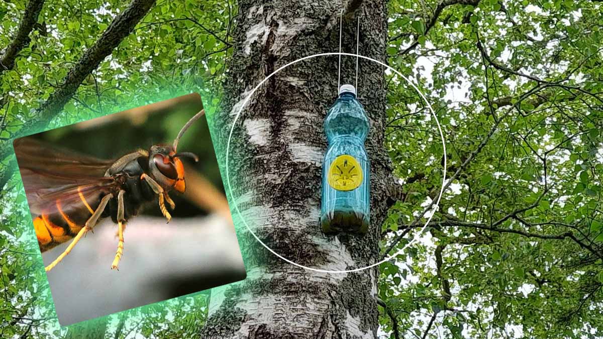 Ella comparte un tutorial para fabricar una trampa casera (selectiva) para avispas asiáticas