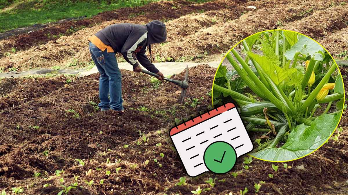¿En qué fecha exacta plantar calabacines para que crezcan rápido y den en abundancia?