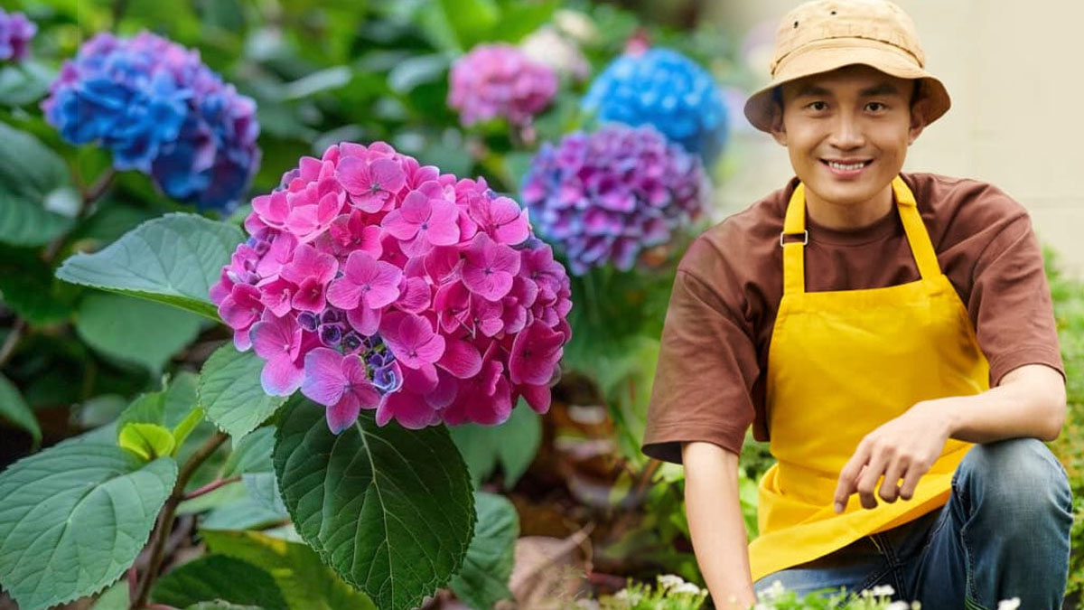 Es el fin de las hortensias: los jardineros recomiendan dejar de plantarlas, aquí te explicamos por qué