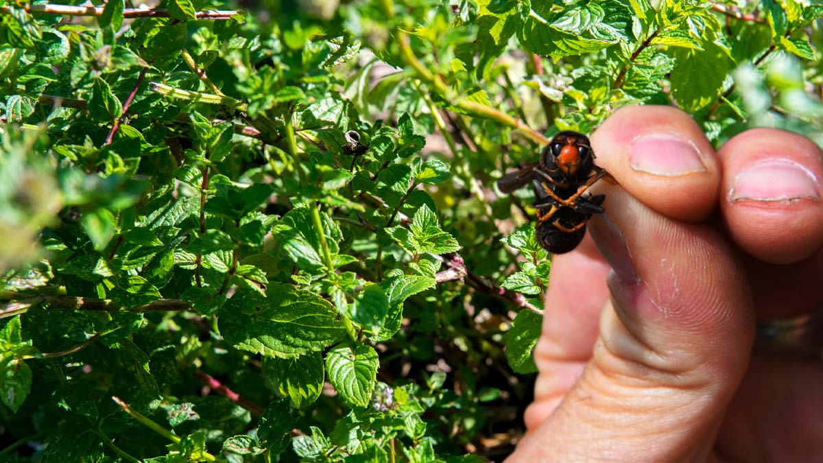 ¡Esta planta en tu jardín es un excelente repelente contra los avispas asiáticas!