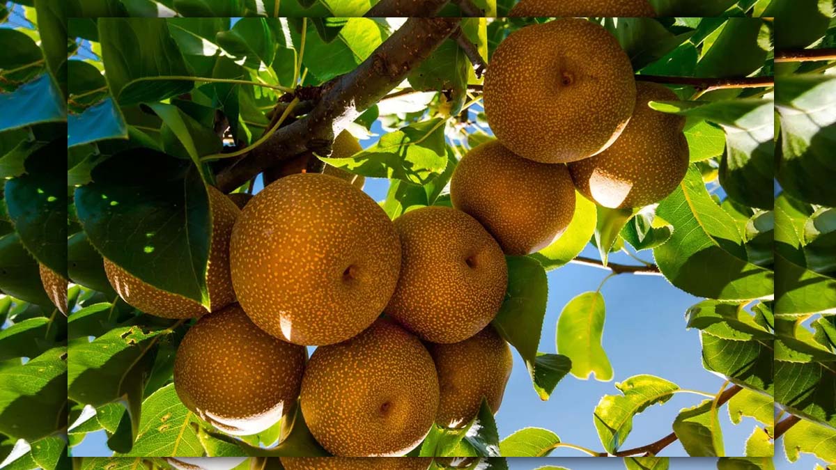 Este árbol frutal demasiado olvidado crece sin dificultad y ofrece cosechas abundantes con poco mantenimiento
