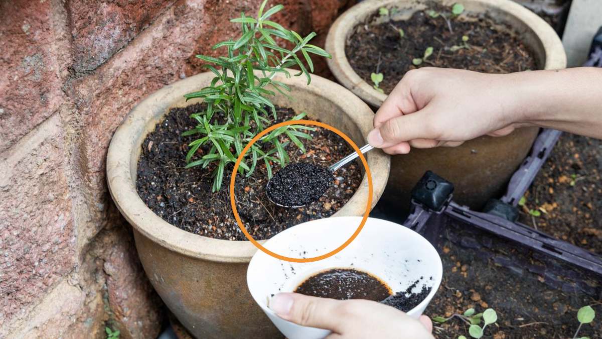 Fertilizante natural: estas 7 plantas odian los posos de café (y seguro los tienes en casa)