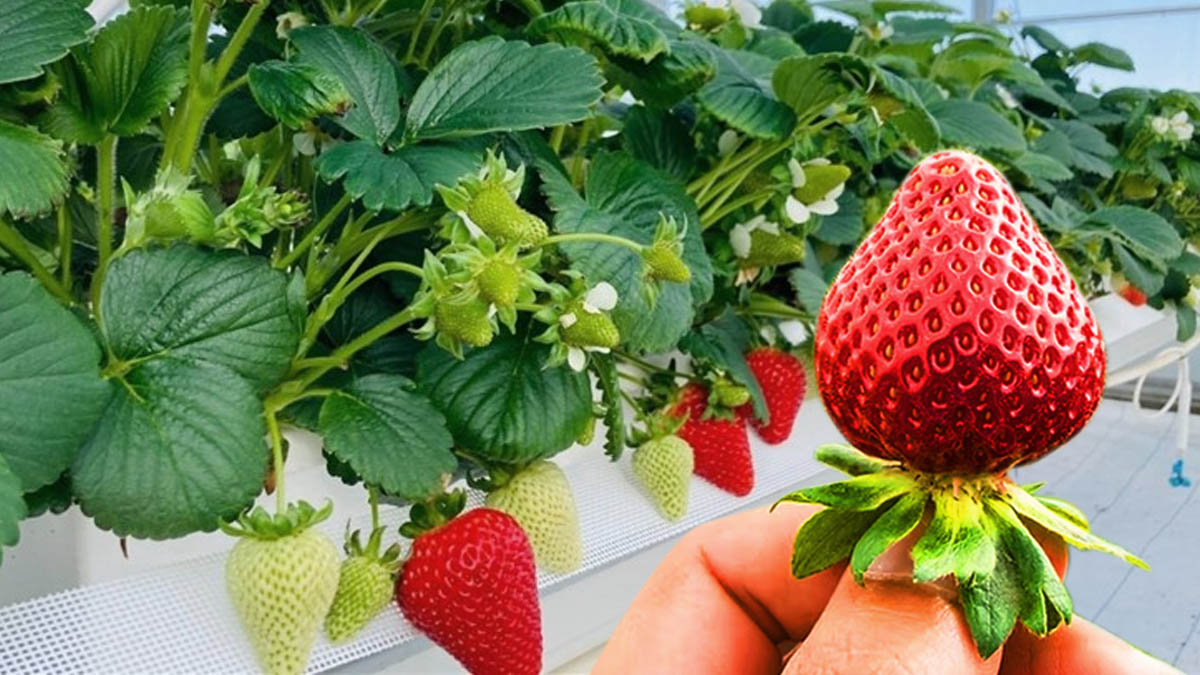 Las personas se sorprenden al descubrir qué son los pequeños puntos en las fresas
