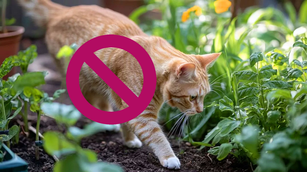 ¿Los gatos usan tu huerto como su arenero? Te explicamos cómo ahuyentarlos de una vez por todas