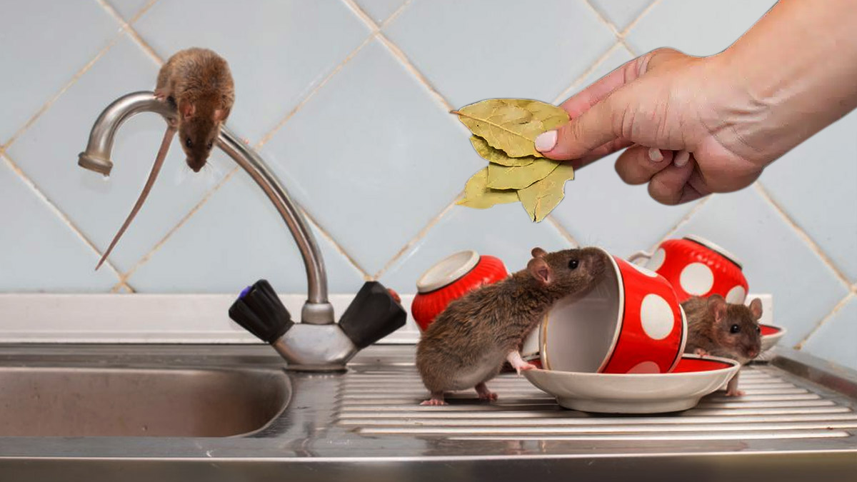 Ratas y ratones: la hoja natural que los ahuyenta para siempre
