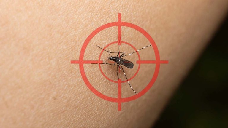 Se acabaron los mosquitos con este accesorio magnético de Lidl por menos de 9 euros: todo el mundo lo quiere.