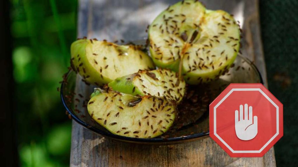 Alto a las moscas de la fruta en la cesta de frutas: el truco definitivo que realmente funciona !