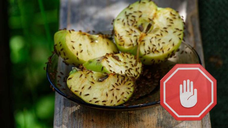 Alto a las moscas de la fruta en la cesta de frutas: el truco definitivo que realmente funciona !