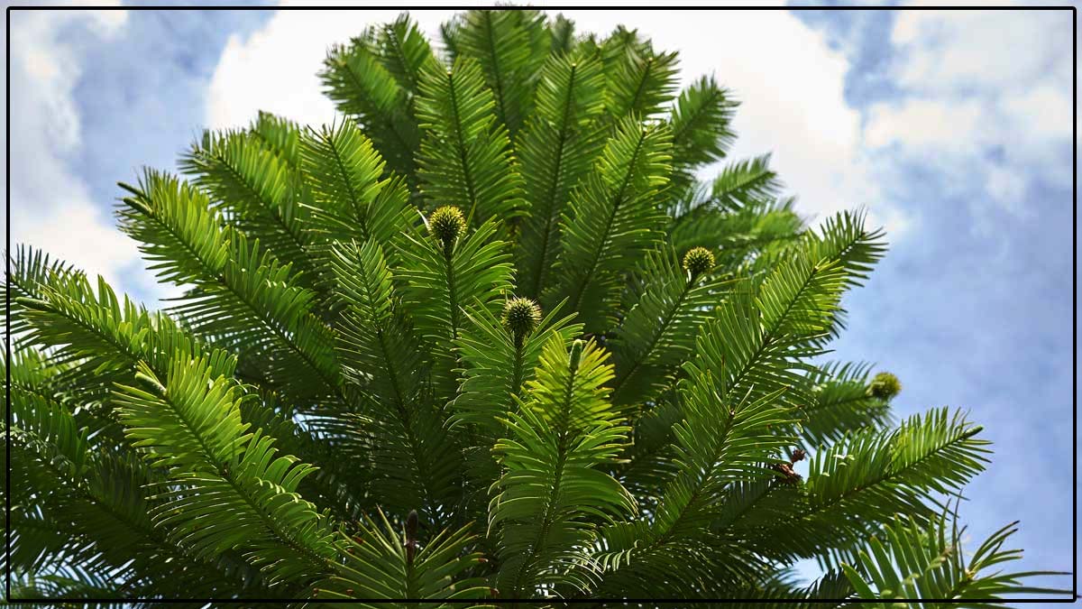 Un árbol que data de la era de los dinosaurios da frutos por primera vez en el jardín de dos jubilados ingleses